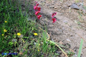 Gladiolus byzantinus (Gladiolo bizantino)