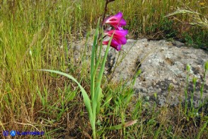 Gladiolus byzantinus (Gladiolo bizantino)