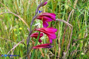 Gladiolus byzantinus (Gladiolo bizantino)