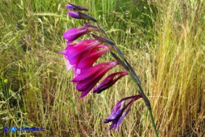 Gladiolus byzantinus (Gladiolo bizantino)