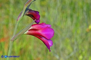 Gladiolus byzantinus (Gladiolo bizantino)