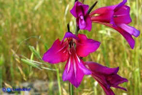 Gladiolus byzantinus (Gladiolo bizantino)