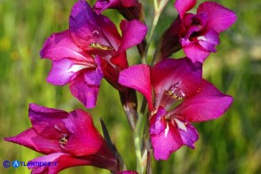 Gladiolus byzantinus (Gladiolo bizantino)