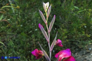 Gladiolus byzantinus (Gladiolo bizantino)