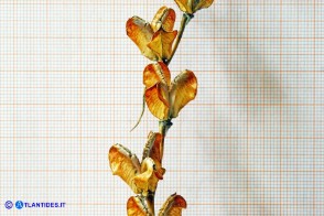 Gladiolus byzantinus (Gladiolo bizantino): le capsule aperte