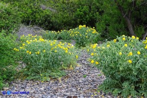 Glaucium flavum (Papavero cornuto giallo)