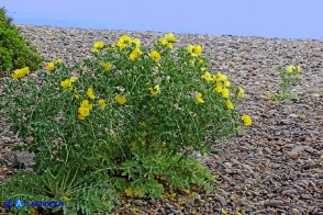 Glaucium flavum (Papavero cornuto giallo)