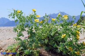 Glaucium flavum (Papavero cornuto giallo)