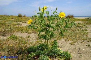 Glaucium flavum (Papavero cornuto giallo)