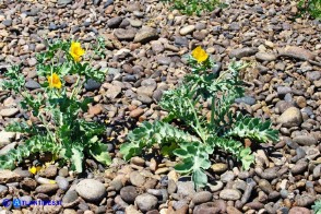 Glaucium flavum (Papavero cornuto giallo)