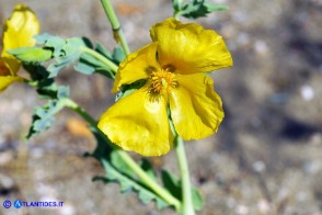 Glaucium flavum (Papavero cornuto giallo)