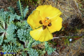 Glaucium flavum (Papavero cornuto giallo)