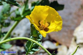 Glaucium flavum (Papavero cornuto giallo)