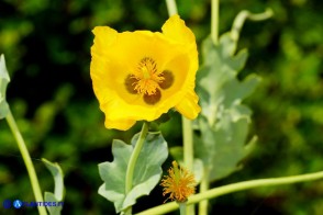 Glaucium flavum (Papavero cornuto giallo)