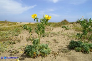 Glaucium flavum (Papavero cornuto giallo)