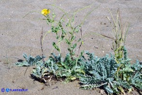 Glaucium flavum (Papavero cornuto giallo)