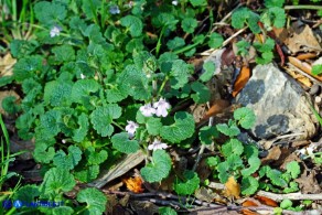 Glechoma sardoa (Ellera terrestre di Sardegna)