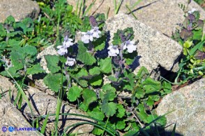 Glechoma sardoa (Ellera terrestre di Sardegna)