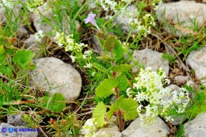 Glechoma sardoa (Ellera terrestre di Sardegna)