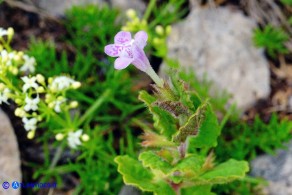 Glechoma sardoa (Ellera terrestre di Sardegna)