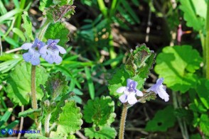 Glechoma sardoa (Ellera terrestre di Sardegna)