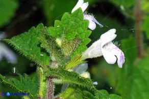 Glechoma sardoa (Ellera terrestre di Sardegna)