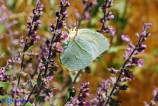 Gonepteryx cleopatra (Cleopatra)