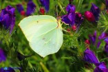 Gonepteryx cleopatra (Cleopatra)