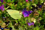 Gonepteryx cleopatra (Cleopatra)