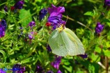 Gonepteryx cleopatra (Cleopatra)