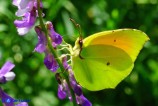 Gonepteryx cleopatra (Cleopatra)