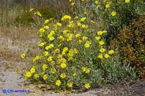 Halimium halimifolium subsp. halimifolium (Cisto giallo)