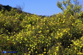 Halimium halimifolium subsp. halimifolium (Cisto giallo)