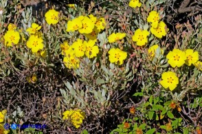 Halimium halimifolium subsp. halimifolium (Cisto giallo)