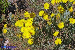 Halimium halimifolium subsp. halimifolium (Cisto giallo)