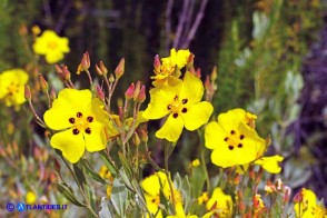 Halimium halimifolium subsp. halimifolium (Cisto giallo)