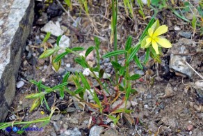 Helianthemum aegyptiacum (Eliantemo egiziano)