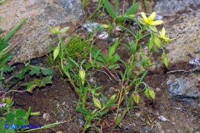 Helianthemum aegyptiacum (Eliantemo egiziano)