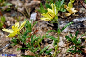 Helianthemum aegyptiacum (Eliantemo egiziano)