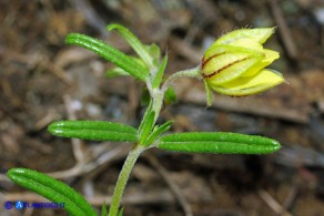 Helianthemum aegyptiacum (Eliantemo egiziano)