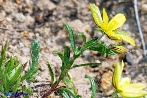 Helianthemum aegyptiacum (Eliantemo egiziano)