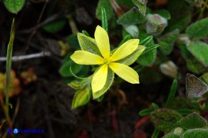 Helianthemum aegyptiacum (Eliantemo egiziano)