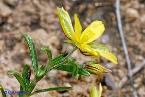 Helianthemum aegyptiacum (Eliantemo egiziano)