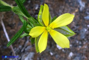 Helianthemum aegyptiacum (Eliantemo egiziano)