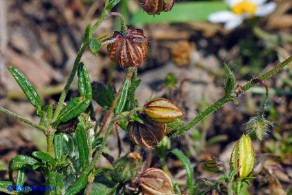 Helianthemum aegyptiacum (Eliantemo egiziano)