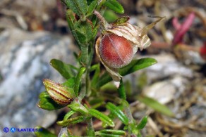 Helianthemum aegyptiacum (Eliantemo egiziano): capsula fruttifera matura