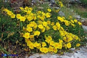 Helianthemum croceum (Eliantemo giallo zafferano)