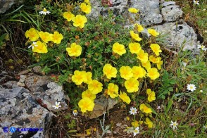 Helianthemum croceum (Eliantemo giallo zafferano)