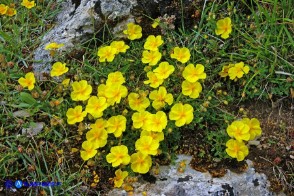 Helianthemum croceum (Eliantemo giallo zafferano)