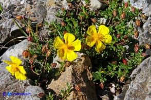 Helianthemum croceum (Eliantemo giallo zafferano)